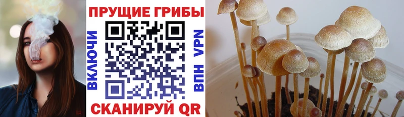 цена Реутов Галлюциногенные грибы прущие грибы